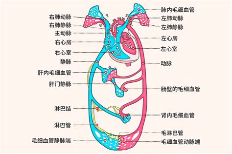 血液循环简图|循环系统